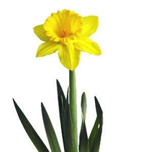 پیاز گل نرگس خارجی